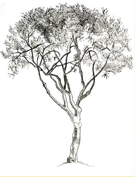 Little Tree, SF
