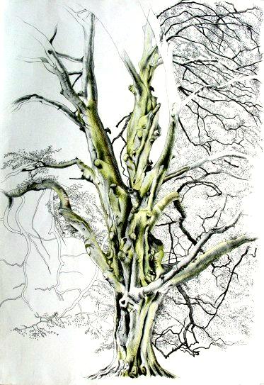 Parlington Tree 1