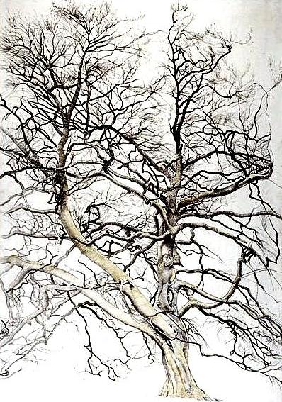 Parlington Tree 2