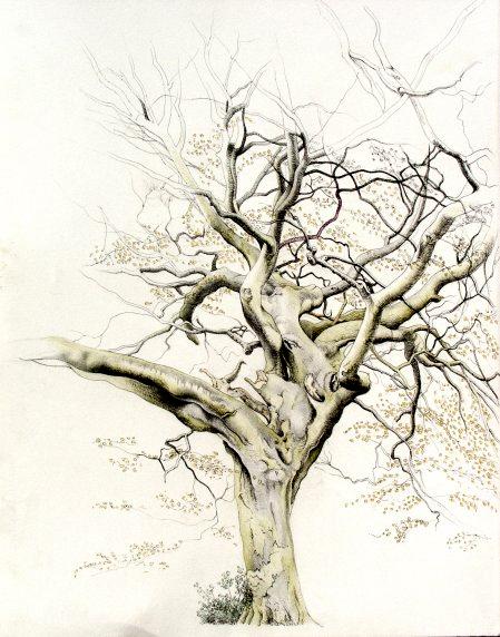 Parlington Tree 3