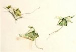 Three Leaves
