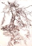 Baby Banyan