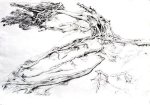 Dead Man's Point Tree