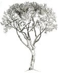 Little Tree, SF
