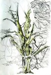 Parlington Tree 1