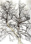 Parlington Tree 2