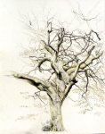 Parlington Tree 3